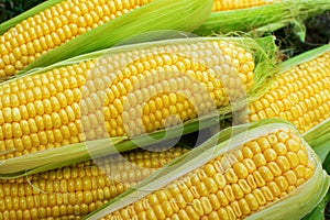 Top view of freshly harvested ears of corn