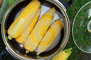 Top view of freshly harvested ears of corn in cooking saucepan
