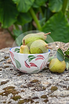 Top view of freshly picked green pears, in bowl, on stone with moss, outdoors, selective focus, green background