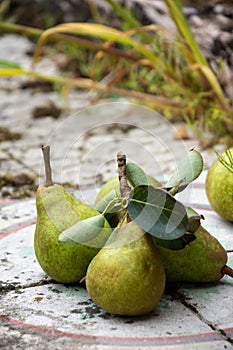 Top view of freshly picked green pears with leaves on old tiles, plant background, selective focus