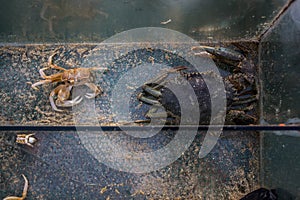 Top view of freshwater crabs placed in a glass container