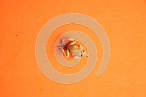 Top view of frog-shaped fishing lure isolated on an orange background