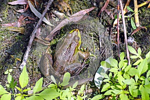 Top view - a frog sits on the shore by a pond. The concept of nature, ecology and environmental protection. Amphibians and Zoology