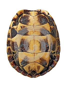 Top view full frame small turtle both side isolated on white background