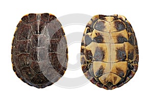 Top view full frame small turtle both side isolated on white background