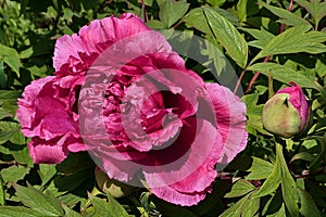 Top view of fully developed pink flower of Tree Peony cultivar