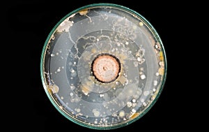 Top view fungus contaminated on nutrient agar in plate  black background