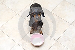 Top view of a funny dog breed Dachshund, black and tan, looks at his owner with patience waiting for his meal, sitting on the floo