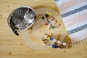 Top view funny little cat lying in straw basket on floor at childish room wooden stacked blocks toys