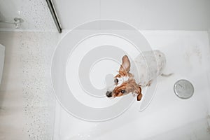 top view of funny wet jack russell dog sitting in shower ready for bath time. Pets indoors at home