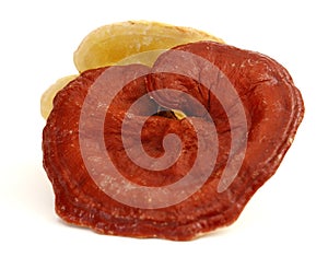 Ganoderma lucidum on the white background.
