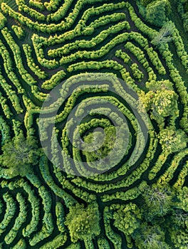 Top view of a garden maze with intricate pathways surrounded by dense green bushes and trees.