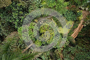 Top view of a garden of tropical plants in a greenhouse.