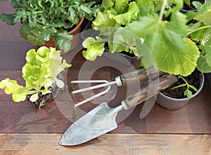 top view on gardening tools under leaf of vegetable seedlings on a wooden table