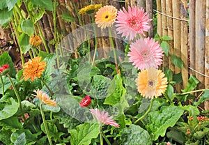 Top view gerbera or barberton daisy flower group blooming with water drops in garden background