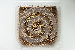 Top view of germinated radish seeds, healthy organic eco food micro greens bio organic eco gardening.