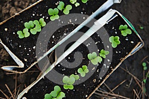 Top view of germinated seedlings growing on black soil in a greenhouse. Growing eco-friendly greenery in an organic garden