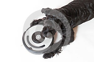 Top view of the Giant Black Schnauzer with the robotic vacuum cl