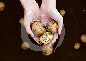 Top view of girl's hands holding heap of fresh raw potatoes harvested.