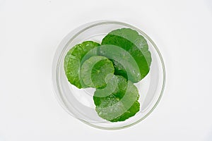 Top view glass beaker containing water and Centella asiatica decorated with erlenmeyer flask and round podium