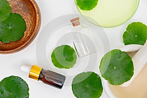 Top view glass beaker containing water and Centella asiatica decorated with erlenmeyer flask and round podium