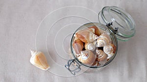 Top view of a glass jar full of the shell of dog conch