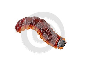 top view of a goat moth caterpillar, Cossus cossus, isolated on white background