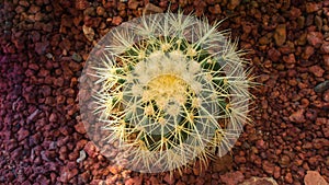 Top view of Golden Barrel Cactus, Echinocactus Grusonii Plant.