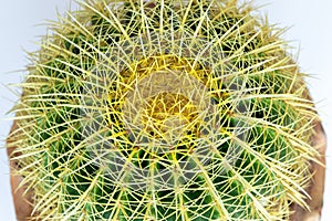 Top view of golden barrel cactus or mother-in-law's cushion cactus