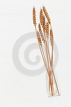 Top view of golden painted ears of wheat in glass transparent vase on light concrete background.