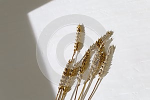 Top view of golden painted ears of wheat on light concrete background with shadows. Bright sunshine.