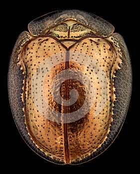 Top view of a golden tortoise beetle