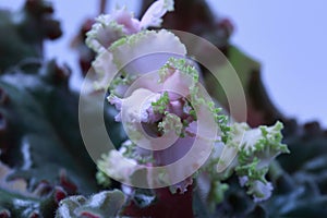 Top view of a gorgeous violets flower isolated against a background of green leaves.