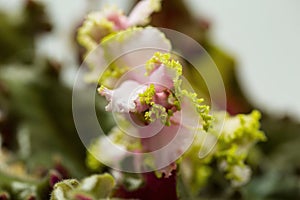 Top view of a gorgeous violets flower isolated against a background of green leaves.