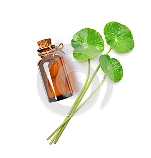 Top view of Gotu kola centella asiatica extract