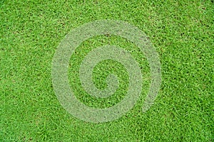 Top view of grass garden Ideal concept used for making green flooring, lawn for a training football pitch, Grass Golf Courses gree