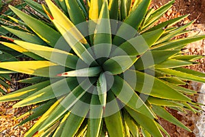 Top view of Green Agave angustifolia Marginata in the wild. Beautiful nature abstract background. Tropical concept