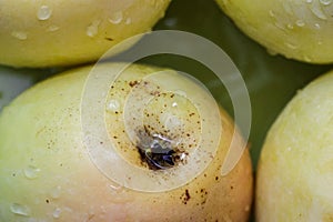 Top view of green apples of pero bravo esmolfe species washed with fresh water on a green plate photo