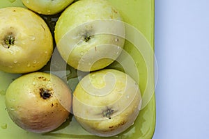 Top view of green apples of pero bravo esmolfe species washed with fresh water on a green plate photo