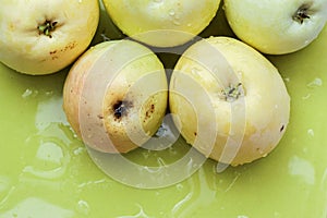 Top view of green apples of pero bravo esmolfe species washed with fresh water on a green plate photo