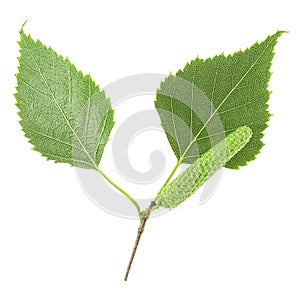 Top view of green birch buds and leaves isolated on white background
