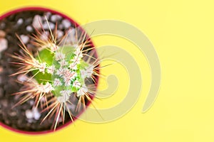 Top view of a green cactus in a brown flower pot on a yellow background with copy sspace