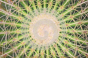 Top view green cactus with thorn,natural background