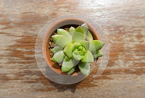 Top view of green cactus on wood table