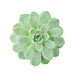 Top View of Green Echveria Succulent Plant ,White Background
