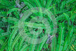 Top view green fern leaves patterns big group on background , pot ornamental plant