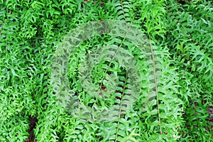 Top view green fern leaves sword fern patterns natural big group on background , pot ornamental plant