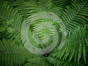 Top view of green fern plant