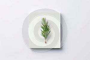 Top view of green fir tree branch on a frame on a white background.