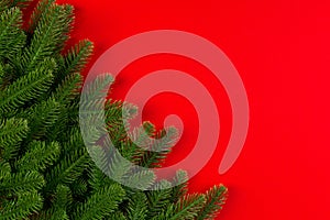 Top view of green fir tree branches on colorful background. New year holiday concept with empty space for your design